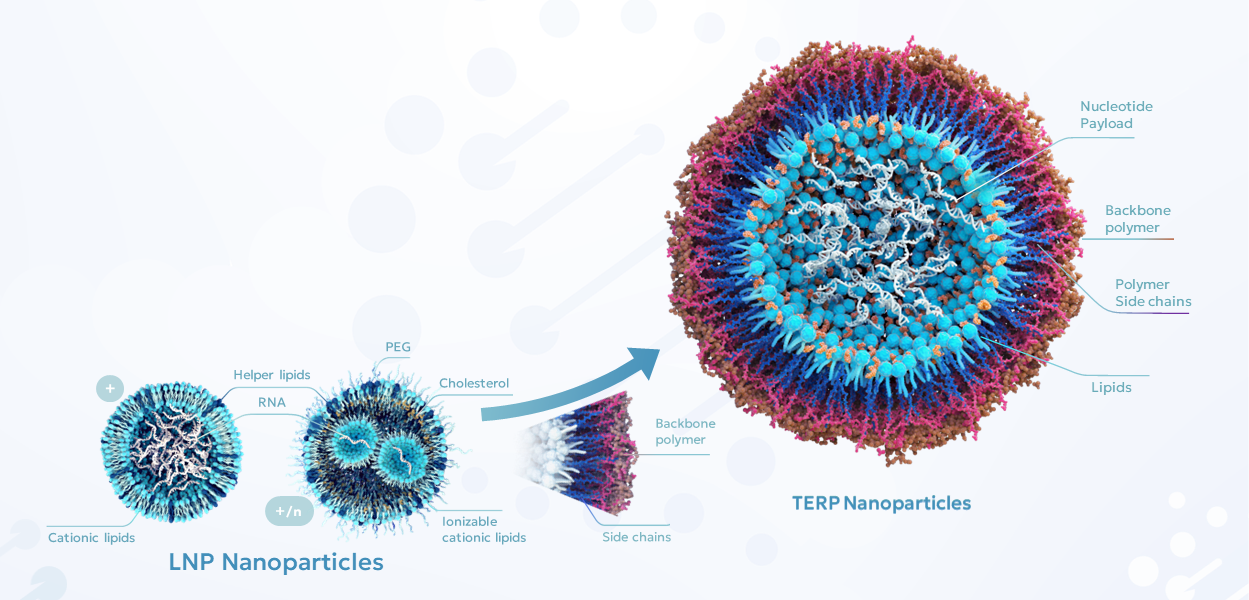 LNP and TERP nanoparticles comparison