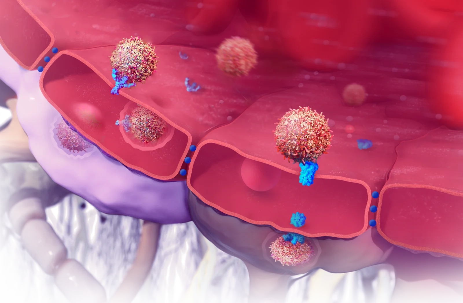 Blood–brain barrier cross-section